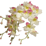 бело-розовая гроздь