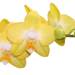 желтая
