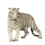 тигр4