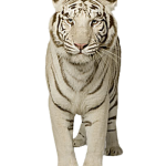 тигр9