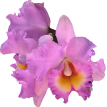 big_lilac_orch