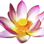 lotus