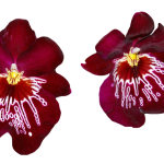 miltonia bordovaj (копия)