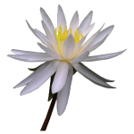 nymphae009