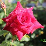 IMG_0219 копия