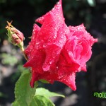 IMG_0231 копия