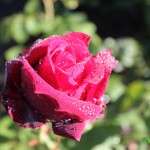 IMG_0245 копия