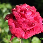 IMG_0251 копия
