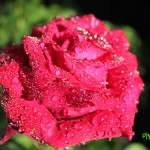 IMG_0256 копия
