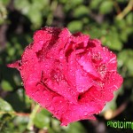 IMG_0257 копия