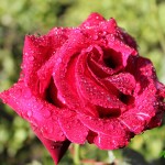 IMG_0260 копия