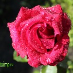 IMG_0261 копия