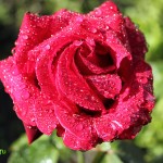 IMG_0262 копия