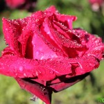 IMG_0266 копия
