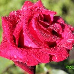 IMG_0267 копия