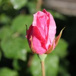 IMG_0279 копия