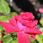 IMG_0280 копия