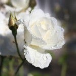 IMG_0286 копия