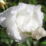 IMG_0293 копия
