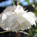 IMG_0295 копия