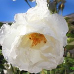 IMG_0297 копия