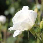 IMG_0300 копия