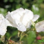 IMG_0305 копия