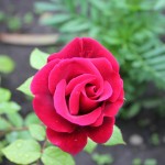 IMG_0602