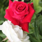 IMG_0605