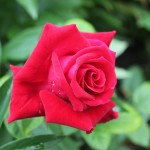 IMG_0607