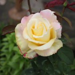 IMG_0612