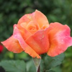 IMG_0617