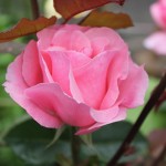 IMG_0618
