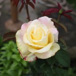 IMG_0629