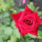 IMG_0911