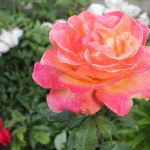 IMG_1015